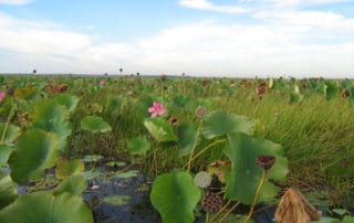 Lotus Lillies - Private Kakadu Tour - Sugarbag Safaris