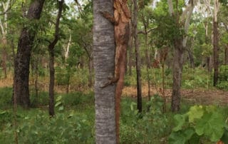 Frill-necked Lizard - Accommodated Kakadu Katherine Litchfield Tour - Sugarbag Safaris