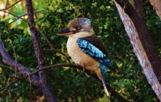 Blue-winged Kookaburra - Private Kakadu Tour - Sugarbag Safaris