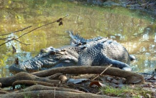 Saltwater Crocodile - Private Kakadu Tour - Sugarbag Safaris