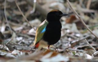 Private Kakadu Tour - Rainbow Pitta - Sugarbag Safaris