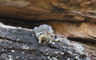 Wilkins' Rock-wallabies - Ubirr - Private Kakadu tours - Sugarbag Safaris
