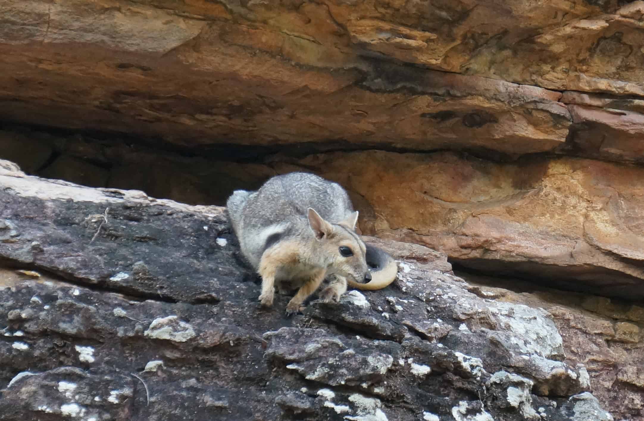 Wilkins' Rock-wallabies - Ubirr - Private Kakadu tours - Sugarbag Safaris